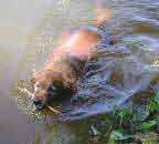 Click for another pic of Brandy Swimming in the river at the 2002 Northern Calif. Big Bear Jeep Rally