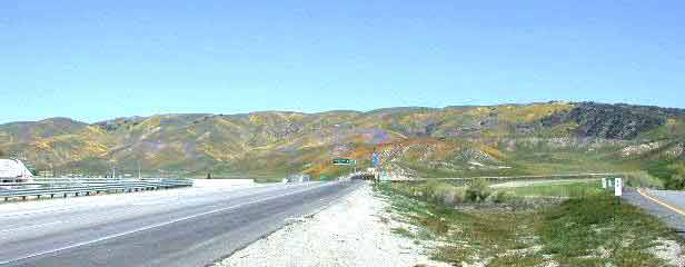 Fort Tejon and Tejon Pass Wildflowers off 5 fwy (Gold, Yellow, Orange, Purple) - Ft. Tejon, CA